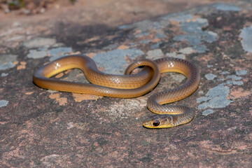 Short-snouted Grass Snake (Psammophis brevirostris)