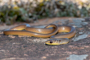 Short-snouted Grass Snake (Psammophis brevirostris)