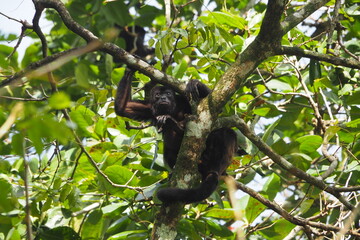 Howler monkey 