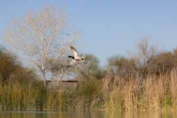 Mallard duck flying over pond side profile