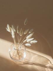 Dry beige lagurus grass in glass vase on beige background with shadows