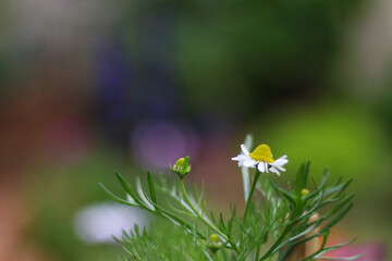 Flor de Manzanilla (Buenos Aires, Argentina)