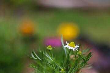 Flor de Manzanilla (Buenos Aires, Argentina)