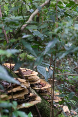 Fungi en tronco (Selva de Misiones, Argentina)