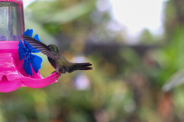 Colibri llegando al bebedero (Misiones, Argentina)