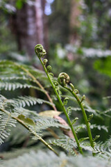 Nuevas hojas de helecho de la selva (Misiones Argentina)