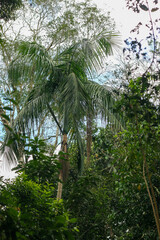 Palmeras en la selva de Iguazú (Misiones, Argentina)