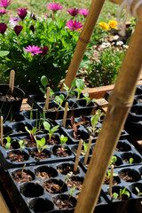 Semilleros y cultivos en una huerta familiar (Buenos Aires, Argentina)