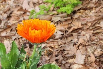 Flor de calendula abriéndose por la mañana (Buenos Aires, Argentina)