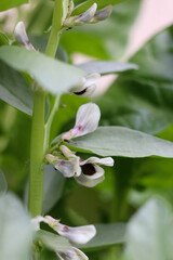 Flor de la planta de habas en una huerta familiar (Buenos Aires, Argentina)