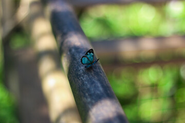 Hermosa mariposa azul en la selva de Iguazú  (Misiones, Argentina)
