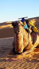 Wielbład na pustyni sahara w maroku, obok miasta merzouga. - obrazy, fototapety, plakaty