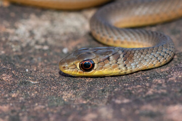 Short-snouted Grass Snake (Psammophis brevirostris)