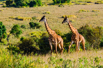 Couple of giraffes (camelopardalis) near the Ngorongoro crater. Ngorongoro conservation area, Tanzania