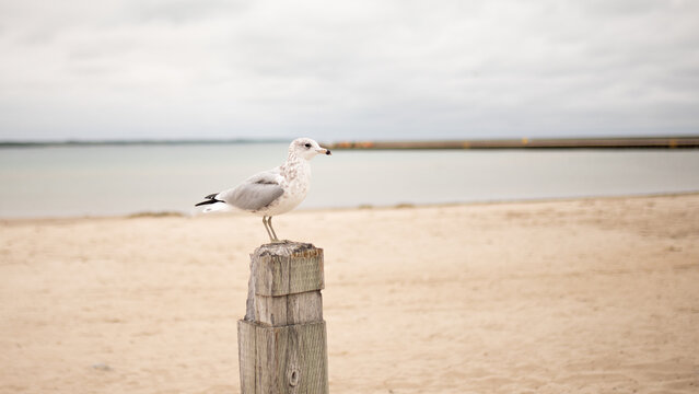 lone seagull sits on a wooden post on the beach. High quality photo