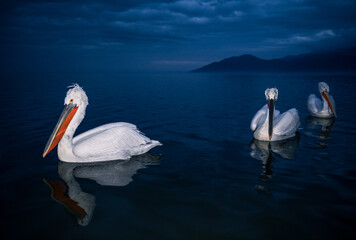 pelicans on the water