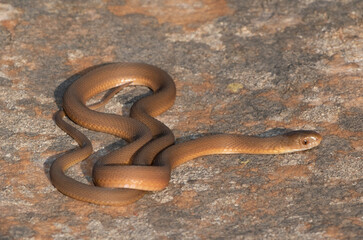 Southern Brown Egg-eater (Dasypeltis inornata)
