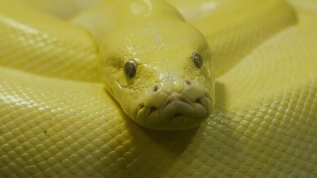 Texas rat snake isolated on a white background in studio. Close up head snake. 4K