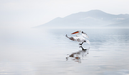 pelican landing on the water