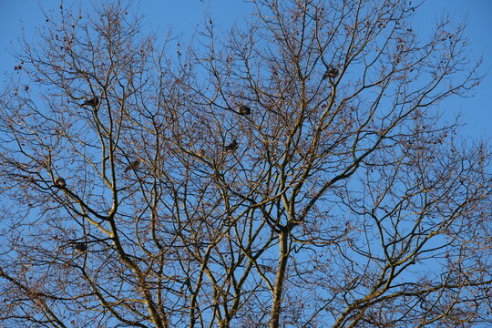 FU 2022-02-05 Kerpen 9 Auf dem kalen Baum sitzen viele Vögel