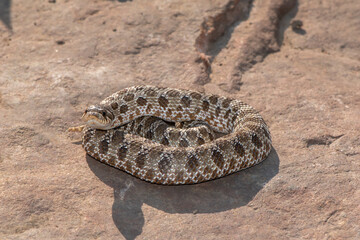 Western Hognose Snake (Heterodon nasicus)
