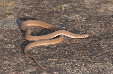 Southern Brown Egg-eater (Dasypeltis inornata)