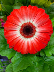 Close up of red gerber daisy flower with white center isolated on green foliage background