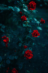 bush of wild red roses.dark background