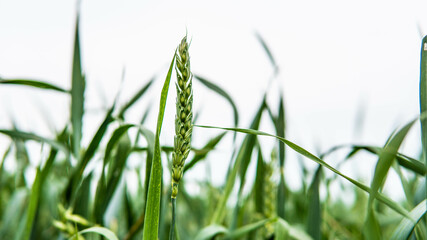 wheat field against cloudy sky
