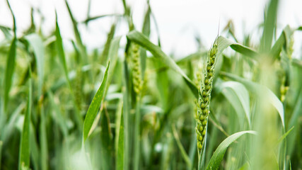 wheat field against cloudy sky
