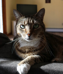 Cat relaxes in the morning sunlight