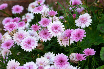 Shrub loaded with pink chrysanthemum flowers.
