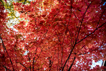 Low Angle View of Tree with Red Leaves Against Sunlight in Autumn