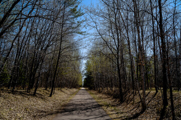 Paved Walking Path Lined with Trees on Sunny Day in Spring