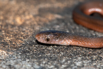 Southern Brown Egg-eater (Dasypeltis inornata)