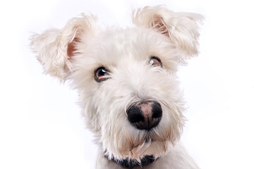 Dog Portrait On White