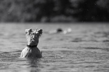 Dog in Water