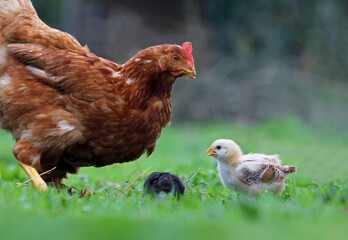 Family of hen and chickens roaming free in an organic farm. Adult hen taking care of newborn chicks...