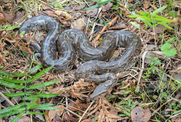 Southern African Python (Python natalensis)