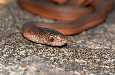 Southern Brown Egg-eater (Dasypeltis inornata)