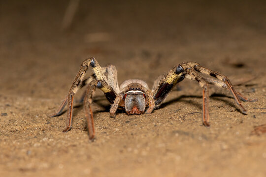 Common rain spider (Palystes superciliosus)