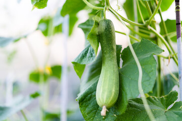 bio cucumber on a bush in a greenhouse, eco vegetables grown by farmers
