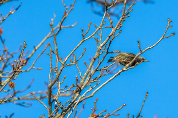 bird on a branch