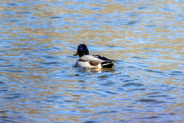 duck on the water