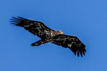 juvenile bald eagle in flight
