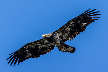 Fototapeta premium juvenile bald eagle in flight