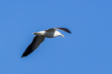 seagull in flight