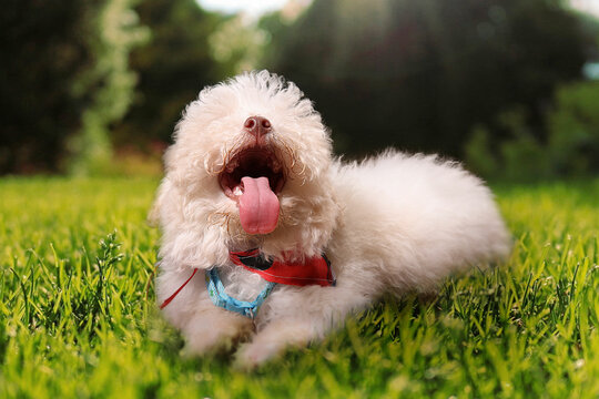Un cachorro acostado en el pasto con la boca abierta y lengua de afuera 