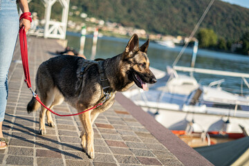 weiblicher deutscher Schäfterhund am Wasser