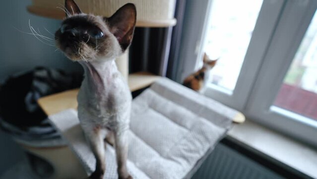 CLose portrait of Devon Rex cat looking at the camera. High quality 4k footage